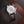 LONGINES 浪琴 HERITAGE 1832系列月相機械錶 40mm L48264922